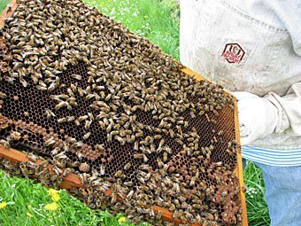 Bienenwaben mit Honigbienen