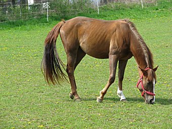 Pferd auf der Weide in Gunzendorf Deutschland