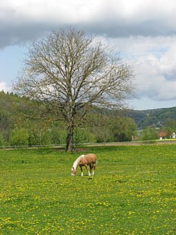 Pferdweide in Gunzendorf Deutschland