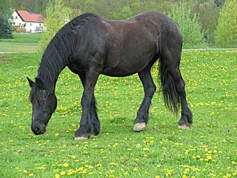 Schwarzes Pferd auf der Weide in Gunzendorf Deutschland