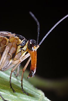 Skorpionsfliege, Panorpa communis