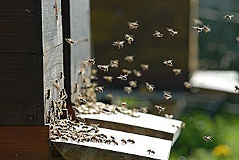Honigbienen, Apis mellifera beim Anflug zum Bienenhaus