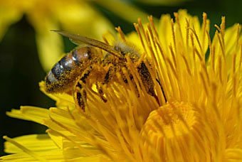 Honigbienen, Apis mellifera beim Nektarsammeln