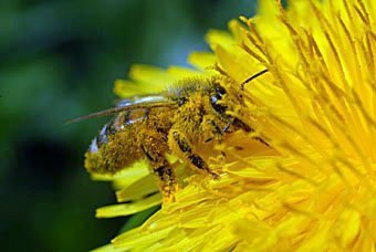 Honigbienen, Apis mellifera beim Nektarsammeln