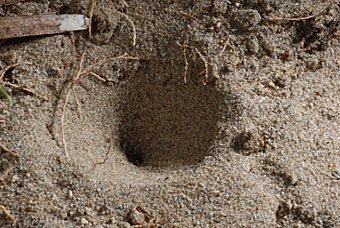 Grube, Sandfalle des Ameisenlöwe Myrmecoleon, Kreta