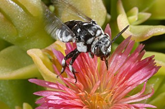 Wildbiene Kreta beim Nektarsammeln