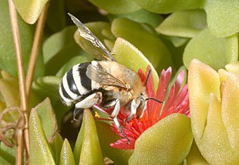 Wildbiene Kreta beim Honig sammeln