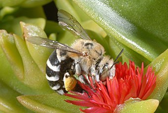 Wildbiene Kreta beim Honig sammeln