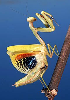 Gottesanbeterin Mantis religiosa, in Schreckstellung