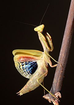Gottesanbeterin Mantis religiosa, in Schreckstellung