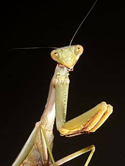 Portrait einer Gottesanbeterin Mantis religiosa