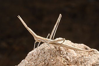 Nasenschrecke Acrida ungarica, Kreta