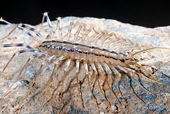 Spinnenassel  Scutigera coleoptrata, Kreta