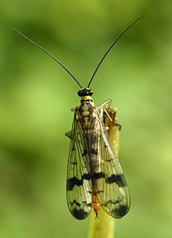 Skorpionsfliege  Panorpa communis, Weibchen
