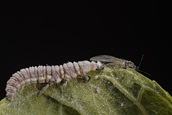 Larve des Blattlauslöwen  Drepanepteryx phalaenoides beim fressen einer Laus