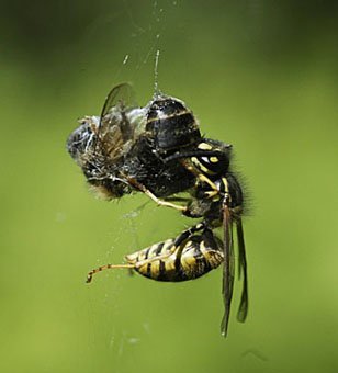 Deutsche Wespe frisst Beute einer Spinne im Netz