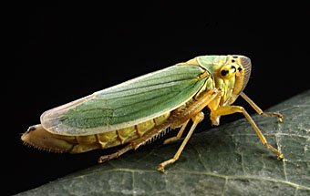 Grüne Zwergzikade  Cicadella viridis