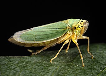 Grüne Zwergzikade  Cicadella viridis