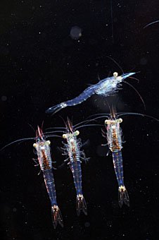 Plankton, Donau-Schwebegarnelen  Limnomysis benedeni