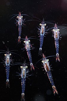 Plankton, Donau-Schwebegarnelen  Limnomysis benedeni