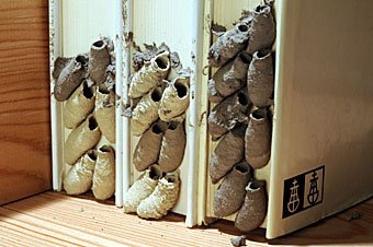 Brutzellen der Indischen Töpferwespe an Bücher festgeklebt