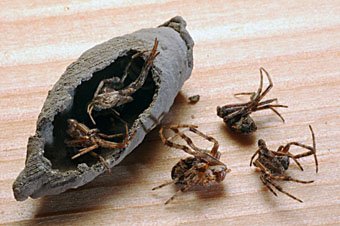 Brutzelle einer Spinnenjagenden Indischen Töpferwespe mit erbeuteten Spinnen