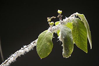 Wollläuse an Pflanzenast mit sichtbaren Wachsfäden