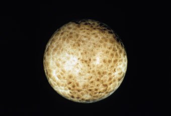 Entwicklung eines Bergmolch-Eies, Triturus alpesstris, 512-1024 Zeller ca 15 Stunden nach der Eiablage