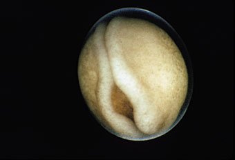 Ei des Bergmolches, Triturus alpesstris, ca 2,5 Tage nach der Eiablage