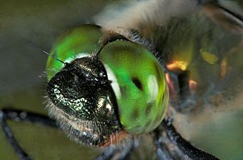 Cordulia aenea Gemeine Smaragdlibelle