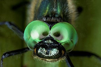 Somatochlora alpestris Alpen-Smaragdlibelle