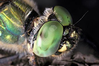 Somatochlora metallica Glänzende Smaragdlibelle