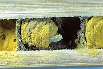 Eizelle von Osmia bicornis