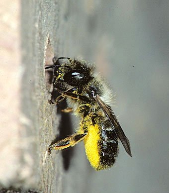 Osmia bicornis, Weibchen