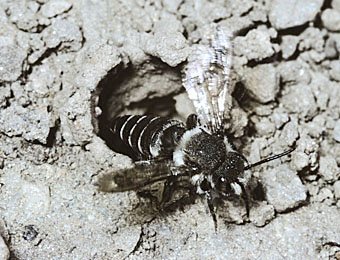 Coelioxys rufescens am Nest von Anthophora