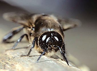Drone der Honigbiene, Apis mellifera