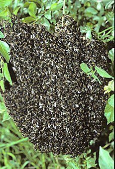 Bienenschwarm der Honigbiene Apis mellifera