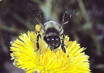 Honigbiene, Apis melifera