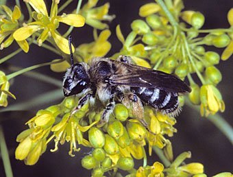 Andrena ranunculorum
