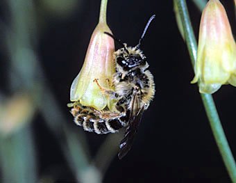 Andrena chrysopus, Männchen