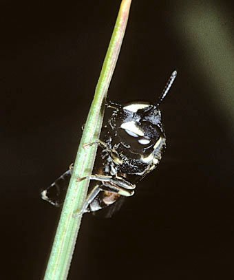 Maskenbiene, Hylaeus variegatus