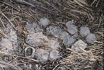 Nest von Osmia xanthomelana