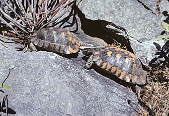 Landschildkröten,Griechenland Testudo graeca