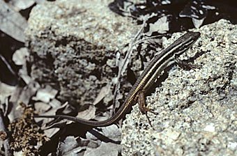 Sandläufer, Psammodromus algirus  
