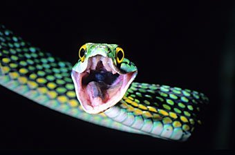 Papageischlange Leptophis ahaetulla  