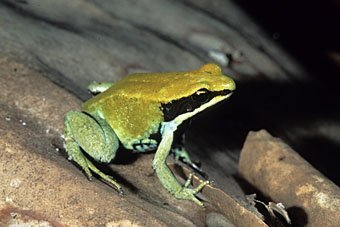 Grüner Buntfrosch aus Madagaskar  