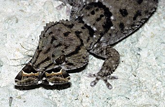 Gecko frisst einen Falter, Namibia  