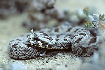 Büschelbrauen-Puffotter Bitis cornuta (giftig) aus Lüderitz, Namibia  
