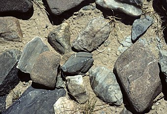 Heuschrecke, optimal getarnt als Stein, Rosh Pinah in Namibia
