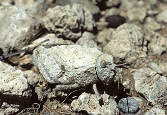 Heuschrecke, optimal getarnt als Stein, Namibia